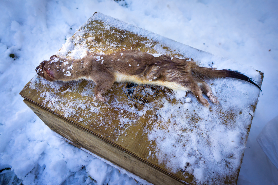 Stoat - Nature's ultimate killing machine. This one now fortunately for the birdies is recently departed.